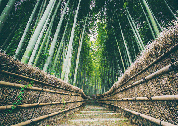 景区概况(图1)